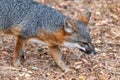 Channel Island fox on Santa Cruz Island Royalty Free Stock Photo