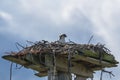 Osprey in Nest on Platform Royalty Free Stock Photo
