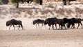 A herd of gnu moving along an arid river-bed in the Kgalagadi Transfrontier Park between Namibia and South Africa. Royalty Free Stock Photo