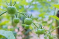 Once flowers are gone small green tomatoes begin to develop