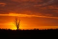 once in a life time sunset in Australia with sillhouettes of trees, Cobram, Victoria, Australia Royalty Free Stock Photo