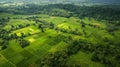 The once vibrant colors of nature have been rep by a monotonous sea of green as the monoculture crops have overtaken the