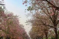 Kasetsart University Kamphaeng Saen Pink Trumpet Trees