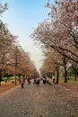 Kasetsart University Kamphaeng Saen Pink Trumpet Trees