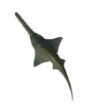 Onchopristis Sawfish Overview