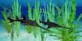 Onchopristis Sawfish with Ocean Background