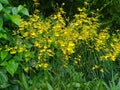 Oncidesa Goldiana also commonly known as the Golden Shower or Dancing Lady Orchid flowers in Singapore garden. Royalty Free Stock Photo