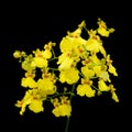 Oncidium Royalty Free Stock Photo