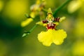 Oncidium Aloha Orchids Royalty Free Stock Photo