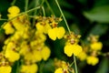 Oncidium Aloha Orchids Royalty Free Stock Photo