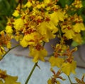 oncidium flexuosum