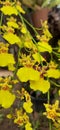 Oncidium flexuosum orchid flower