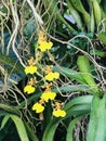 Oncidium flexuosum or Dancing-lady orchid flowers. Royalty Free Stock Photo