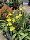 Oncidium flexuosum or Dancing-lady orchid flowers.