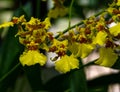 Oncidium flexuosum or Oncidium varicosum or Dancing-lady orchid flowers Royalty Free Stock Photo