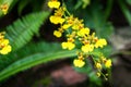 Oncidium Goldiana is known as golden shower or Dancing Lady Orchid. Royalty Free Stock Photo