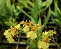 Oncidium Goldiana Orchid Royalty Free Stock Photo