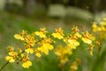 Oncidium goldiana orchids, Golden Shower Royalty Free Stock Photo