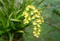 Oncidium goldiana orchids, Golden Shower Royalty Free Stock Photo