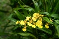 Oncidium goldiana orchids, Golden Shower Royalty Free Stock Photo