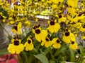 Oncidium Little Panda, Orchids.