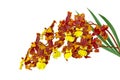 Oncidium Macmex Orchid Royalty Free Stock Photo