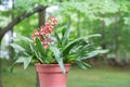 Oncidium Orchid in the Garden Royalty Free Stock Photo