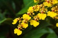 Oncidium orchid, bright yellow flowers Royalty Free Stock Photo