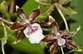 Oncidium Orchid Jungle Monarch Royalty Free Stock Photo