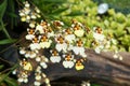 Oncidium orchid Royalty Free Stock Photo