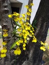 Oncidium varicosum, planted in a tree. It is a species of orchid of the genus Oncidium,