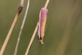 Oncocera semirubella day-flying moth Royalty Free Stock Photo