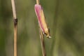 Oncocera semirubella day-flying moth Royalty Free Stock Photo