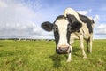 Oncoming cow approaching in a field, black and white spotted coat, fully in focus full length and blue sky