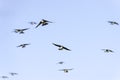 Oncoming flock of Tree Swallows