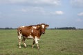 Oncoming walking red pied cow with swinging tail under a blue sky and distant horizon. Royalty Free Stock Photo