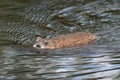 Ondatra zibethicus. Muskrat close-up in the water in Northern Siberia Royalty Free Stock Photo
