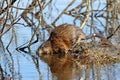 Ondatra zibethicus. Muskrat dives into the water Royalty Free Stock Photo