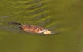 Ondatra zibethicus, muskrat. In the early morning, the animal collects apples on the shore and drags them to its home