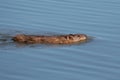 Ondatra zibethicus, muskrat floating in the water