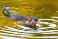 Ondatra zibethicus, Muskrat.