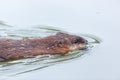 Ondatra zibethicus, Muskrat. Royalty Free Stock Photo