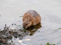 Ondatra zibethicus, Muskrat. Royalty Free Stock Photo