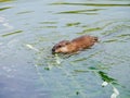 Ondatra zibethicus, Muskrat. Royalty Free Stock Photo