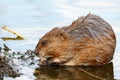 Ondatra zibethicus, Muskrat. Royalty Free Stock Photo