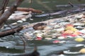 Ondatra zibethicus, Muskrat. Royalty Free Stock Photo