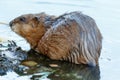 Ondatra zibethicus, Muskrat. Royalty Free Stock Photo