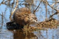 Ondatra zibethicus. Muskrat resting on a hummock