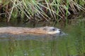 Ondatra zibethicus. Muskrat swims along the shore of the pond Royalty Free Stock Photo