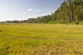 Ondiri Swamp in Kikuyu, Kenya Royalty Free Stock Photo